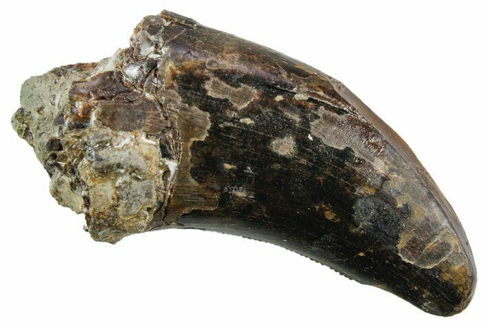 Serrated, Tyrannosaur (Nanotyrannus) Tooth - Feeding Worn Tip #353343